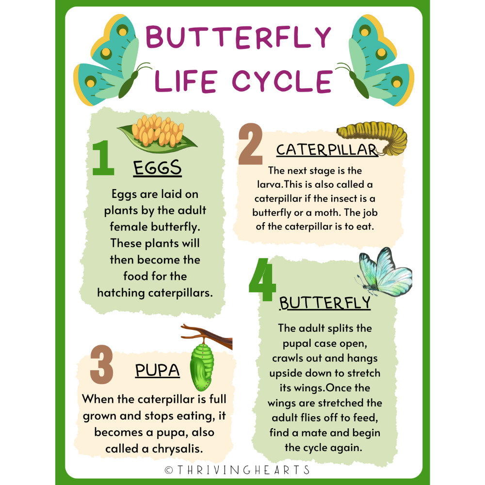 Butterfly Life Cycle and Names of Allaah Worksheet